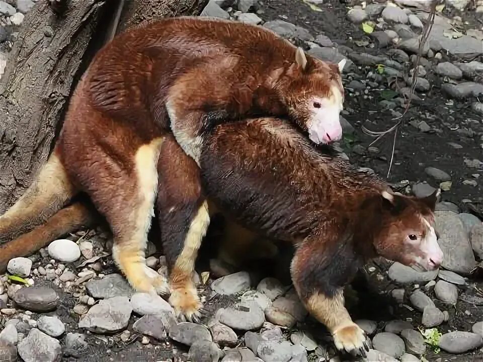 Древесный кенгуру. Кенгуру Матши. Древесный кенгуру Матши. Dendrolagus inustus.