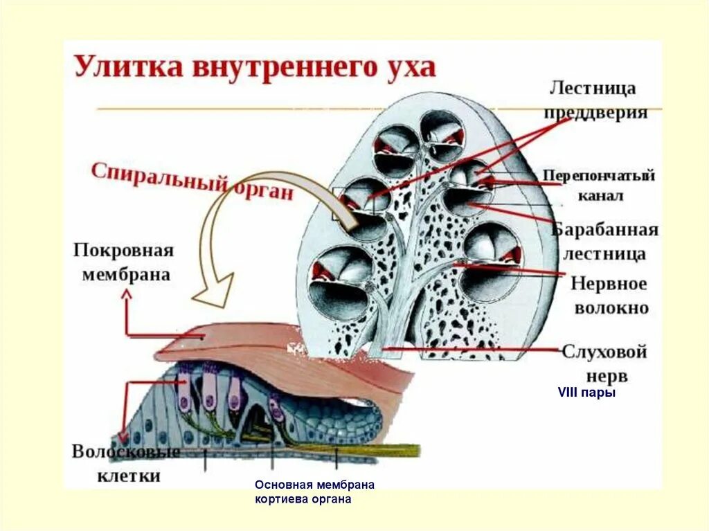 Строение улитки внутреннего уха. Строение улитки уха. Внутреннее ухо строение улитки. Спиральная мембрана внутреннего уха. Мембраны внутреннего уха