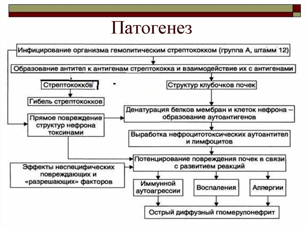 Патогенез и клиническая картина. Патогенез. Патогенез скарлатины схема. Патогенез гломерулонефрита.