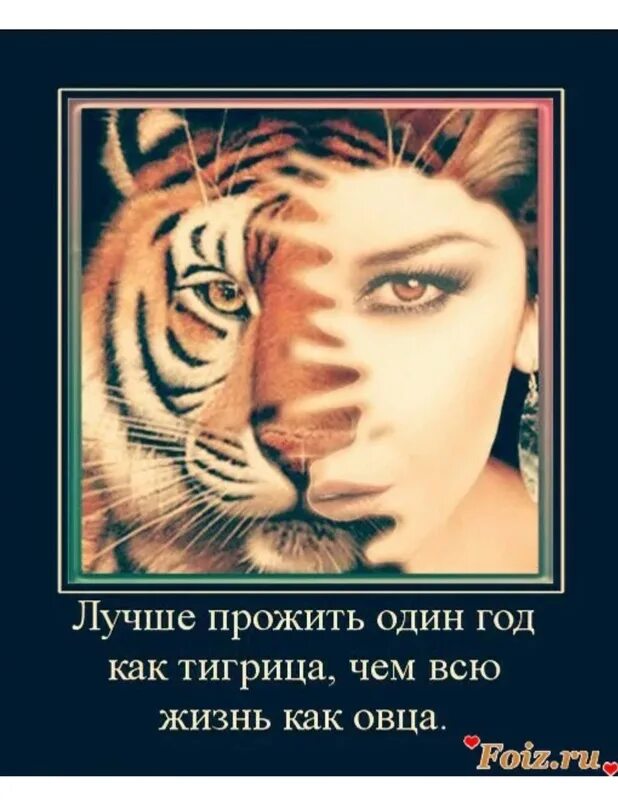 Тигр цитаты. Статусы про тигрицу женщину. Афоризмы с картинкой тигр. Цитаты о Тигре.
