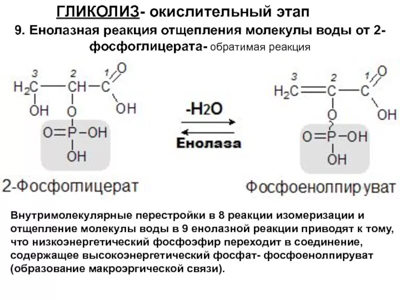 Енолаза гликолиз. Реакции изомеризации в гликолизе. Макроэргические соединения гликолиза. Окислительный этап гликолиза