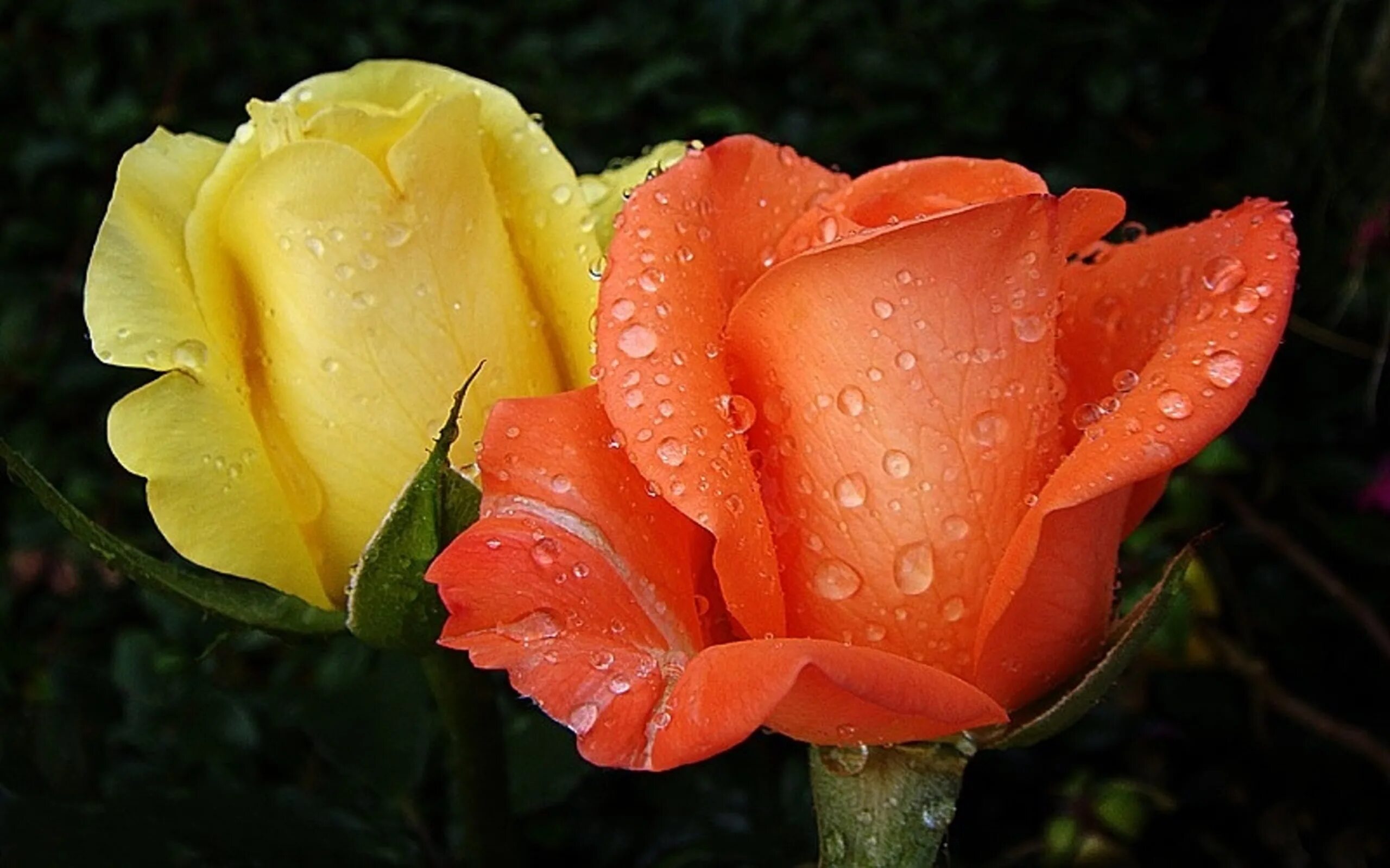Картинки с двумя цветами. Цветы розы оранжевые. Оранжевые розы в саду. Желто розовые розы. Розы двух цветов.