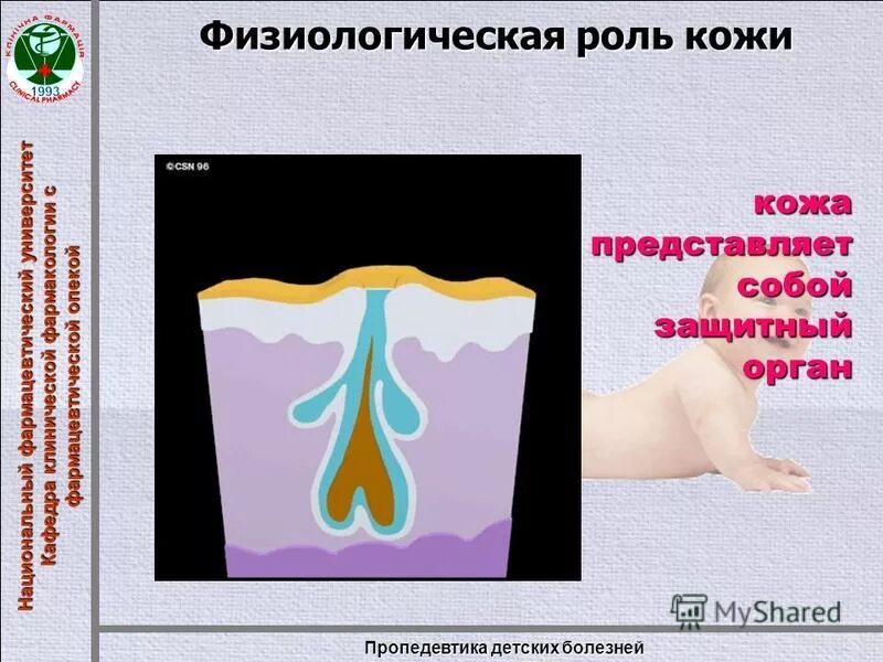 Доклад на тему осязание. Структура кожи человека. Что представляет собой кожа как орган. Кожа человека. Что представляет собой кожа.