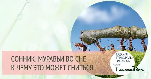 Сонник муравьи много. К чему снятся муравьи во сне. Приснились муравьи сонник. Во сне видеть муравьёв. Сон муравьев.