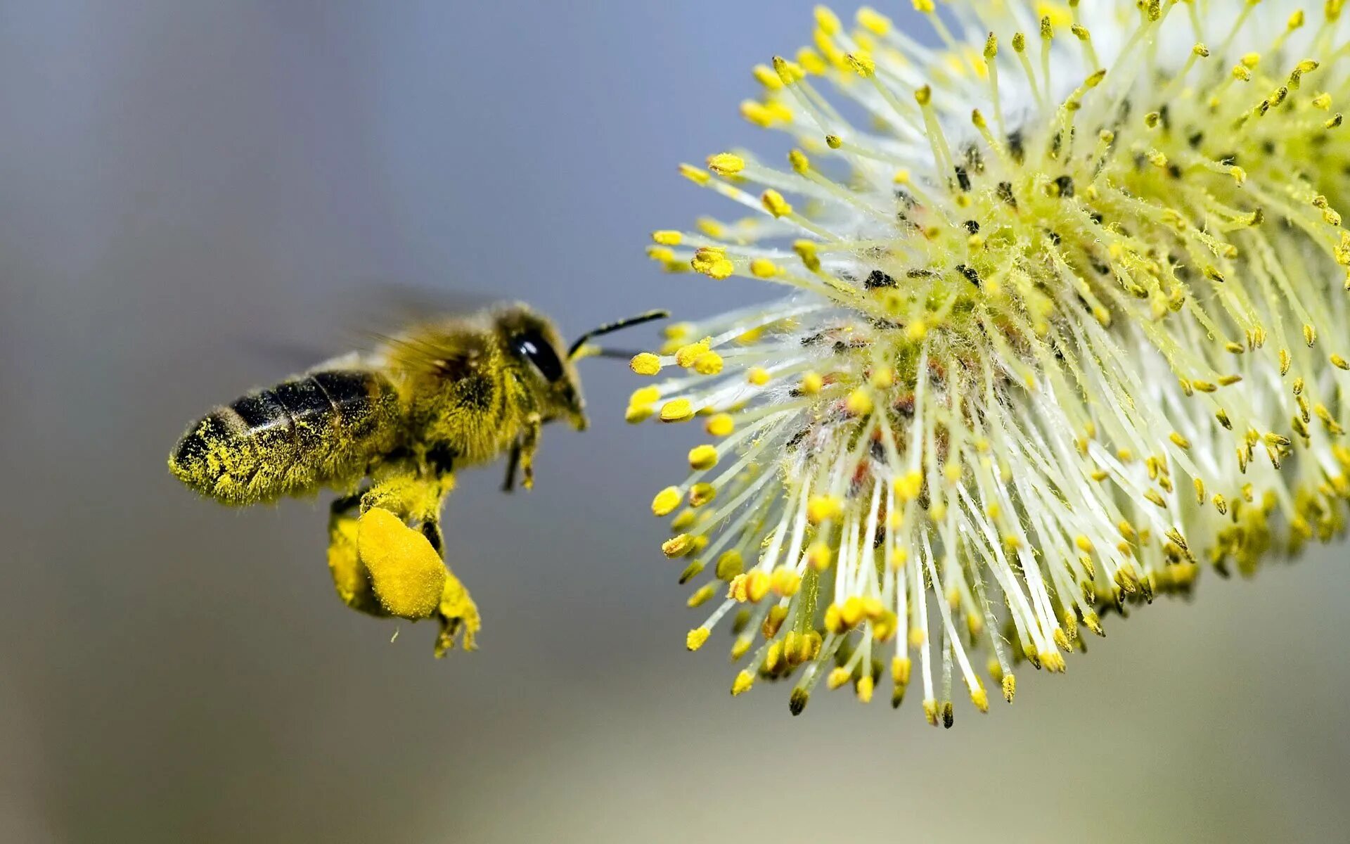 Пчелиная пыльца (Bee pollen). Пыльца опыление. Пчела с пыльцой. Пчелы пыльца опыление. Растение много пыльцы