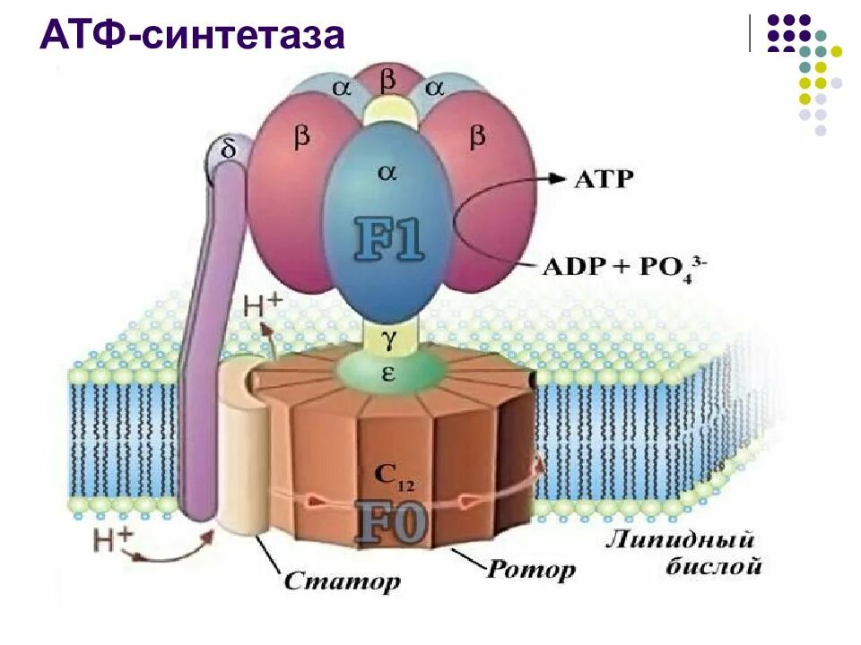 Строение атф синтеза. Строение протонной АТФ синтетазы схема. АТФ синтаза строение. Строение h+ АТФ синтетазы. Строение н АТФ синтетазы.