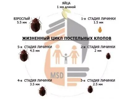 Сколько выводятся клопы