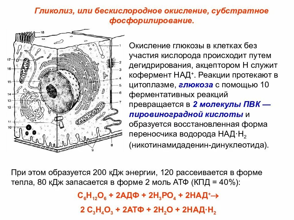 Гликолиз в цитоплазме. Гликолиз окисление глюкозы в клетках. где происходит биологическое окисление в клетке. процессы окисления в клетке. бескислородное окисление глюкозы в клетке..