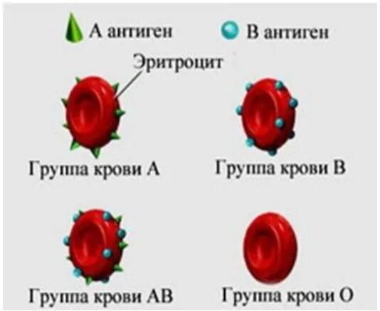 Группа крови альфа. Антигены 4 группы крови. Антигены 1 группы крови. Антигены эритроцитов 1 группы крови. Антигены эритроцитов 2 группы крови.