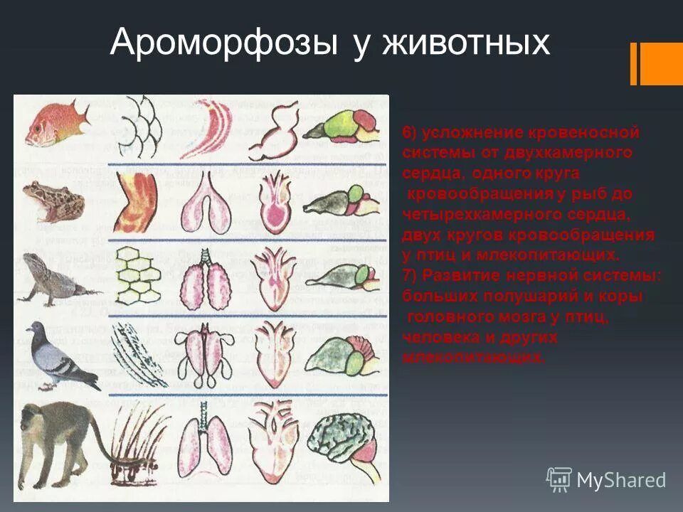 Ароморфоз нервной системы у животных. Ароморфозы животных в процессе эволюции. Ароморфозы в эволюции животных. Усложнение животных в процессе эволюции. Эволюционные изменения млекопитающих