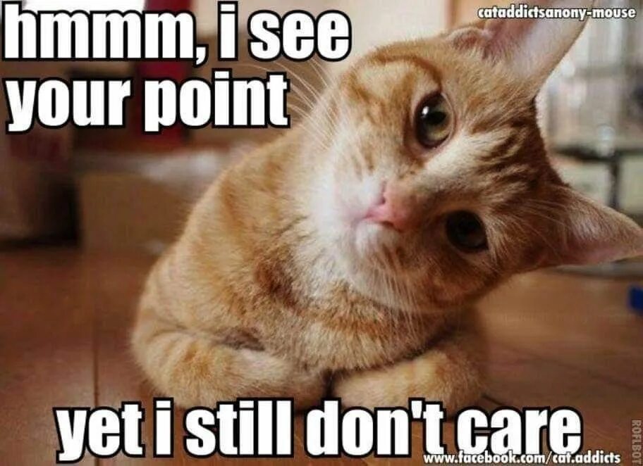 I don t have a cat. I dont care кот. картинка кот i don&#039;t care. your point. can i haz cheeseburger cat meme.