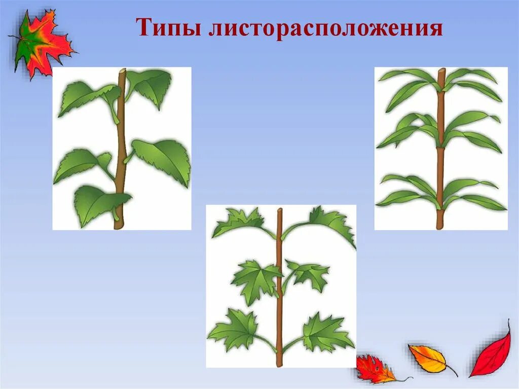 "Вегетативные органы растений", 6 класс