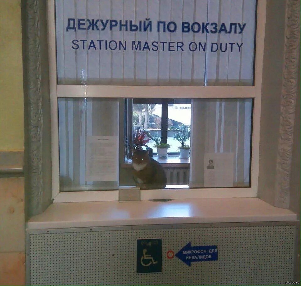 Номер дежурного по вокзалу. Дежурный по вокзалу. Дежурный кот. Кот - дежурный по вокзалу. Дежурный вокзала.