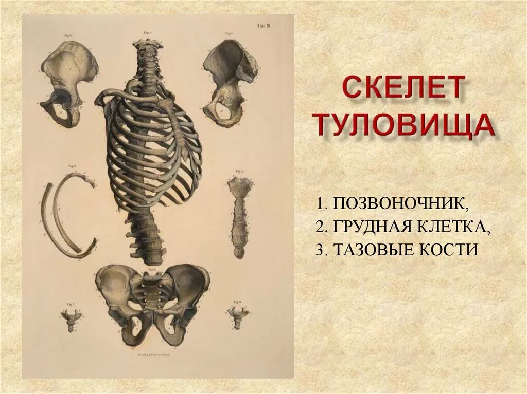 Скелет туловища. Скелет туловища позвоночник. Скелет торс. Скелет головы и туловища.