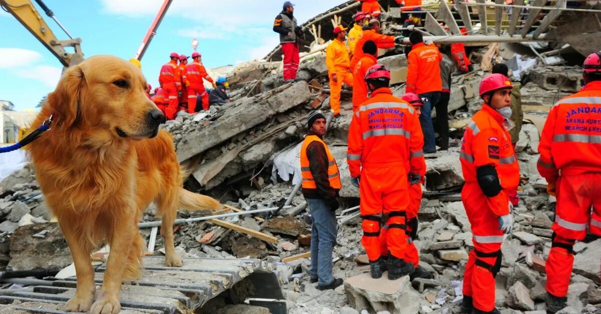 Поисково спасательные собаки. Землетрясение в турции собаки. Собаки которые спасают людей в завалах. Землетрясение в турции спасатели. Землетрясение собака.