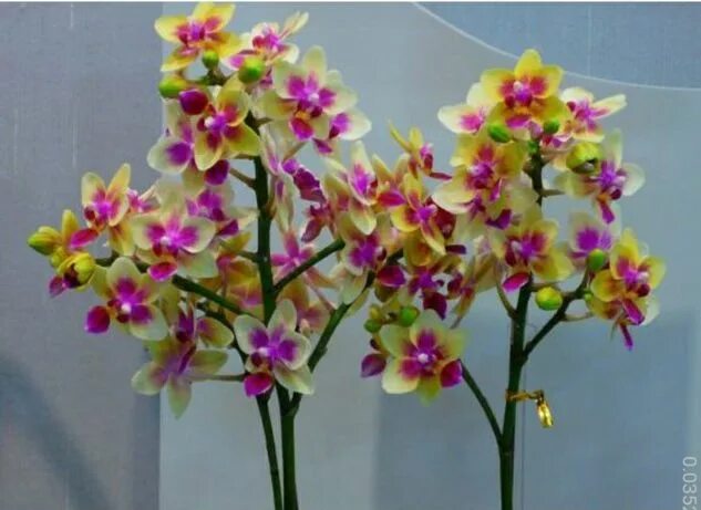 Орхидея сого фото Phal Sogo Relex from Helsinki Orchid Show (Karge) Villu Lükk Flickr