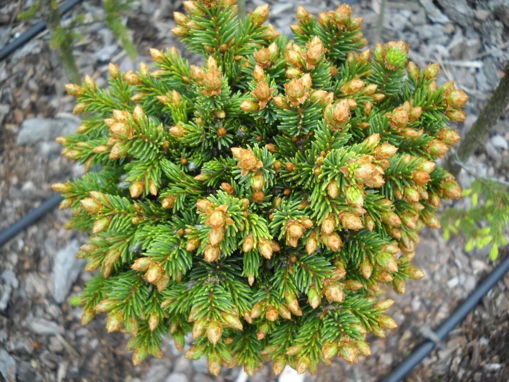 Ель Picea Abies. Ель пигмея (Picea Abies pygmaea). Ель канадская Лаурин. Пихта pygmaea.