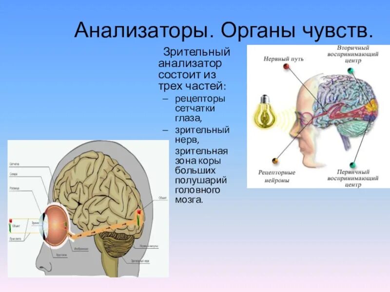 Зрение рецепторы органы чувства анализатор. Органы чувств анализаторы зрительный анализатор. Рецепторы органов чувств зрительного анализатора. Строение анализаторов органов чувств. Проверочная по биологии 8 класс анализаторы