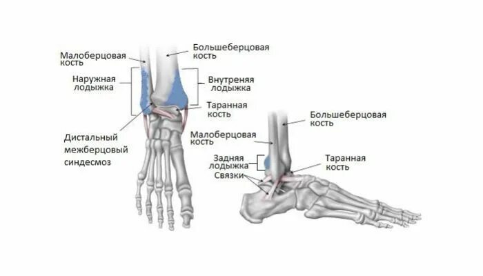 Наружный голеностопный сустав. Перелом голеностопный берцовой кости. Перелом наружной лодыжки большеберцовой кости. Голеностопный сустав анатомия строение кости. Медиальная лодыжка малоберцовой кости.