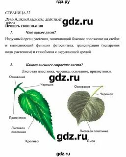 Биология 6 класс стр 37 вопросы