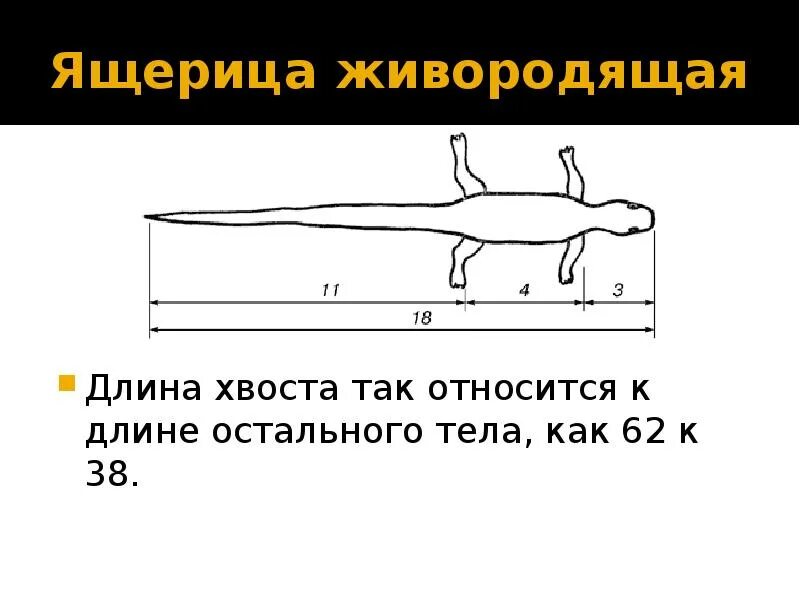 Тело ящерицы золотое сечение. Золотое сечение в теле ящерицы. Хвост ящерицы золотое сечение. Золотое сечение в природе.