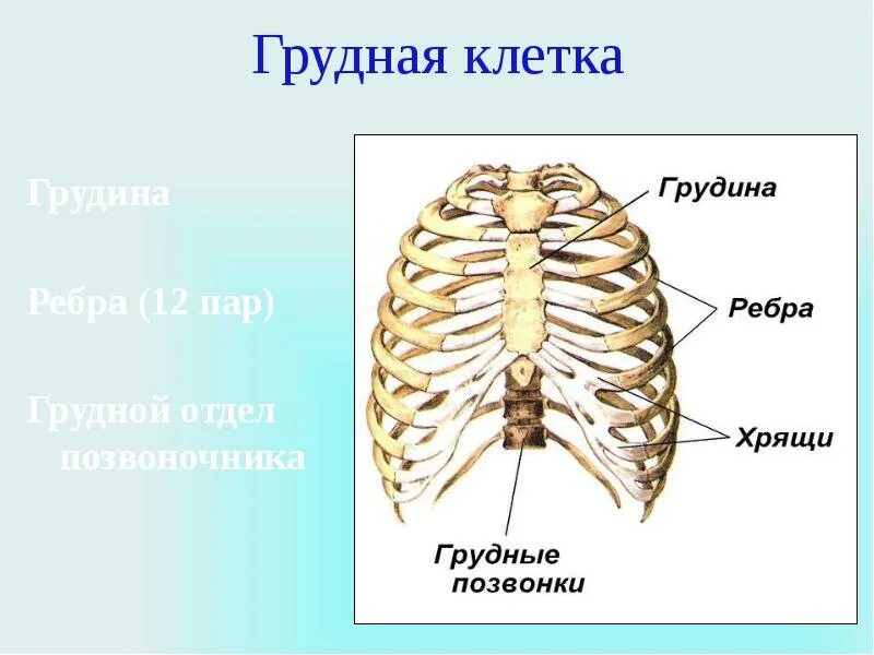 Анатомия костей грудной клетки человека. Грудная клетка с ребрами и грудиной. Анатомия ребер грудной клетки. Грудная клетка строение и соединение костей.