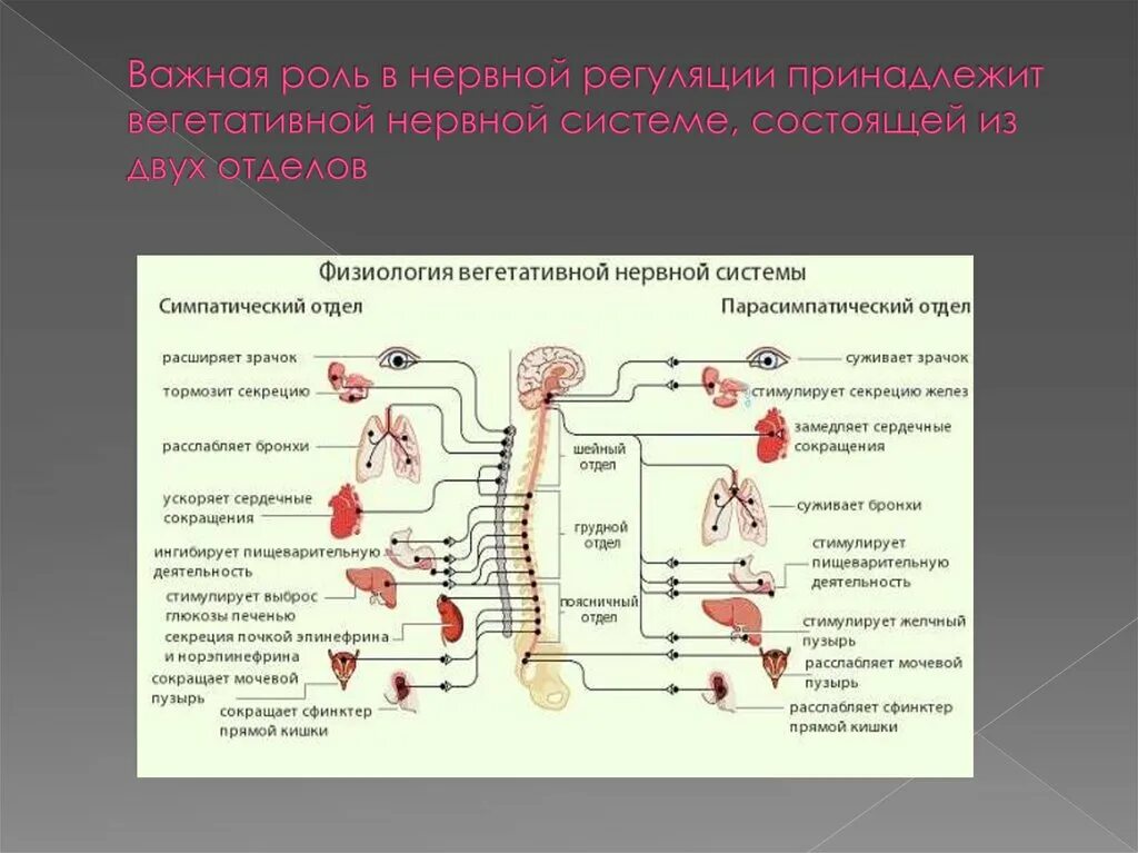 Нервная регуляция вегетативной системы функции. Парасимпатическая нервная система таблица. Парасимпатический отдел вегетативной нервной системы физиология. Основная функция симпатического отдела вегетативной нервной системы. Парасимпатический отдел ВНС функции.