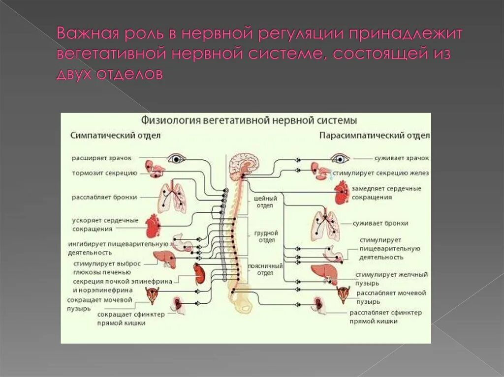 Симпатический подотдел автономного отдела нервной системы. Парасимпатическая нервная система таблица. Парасимпатический отдел вегетативной нервной системы физиология. Основная функция симпатического отдела вегетативной нервной системы. Парасимпатический отдел ВНС функции.