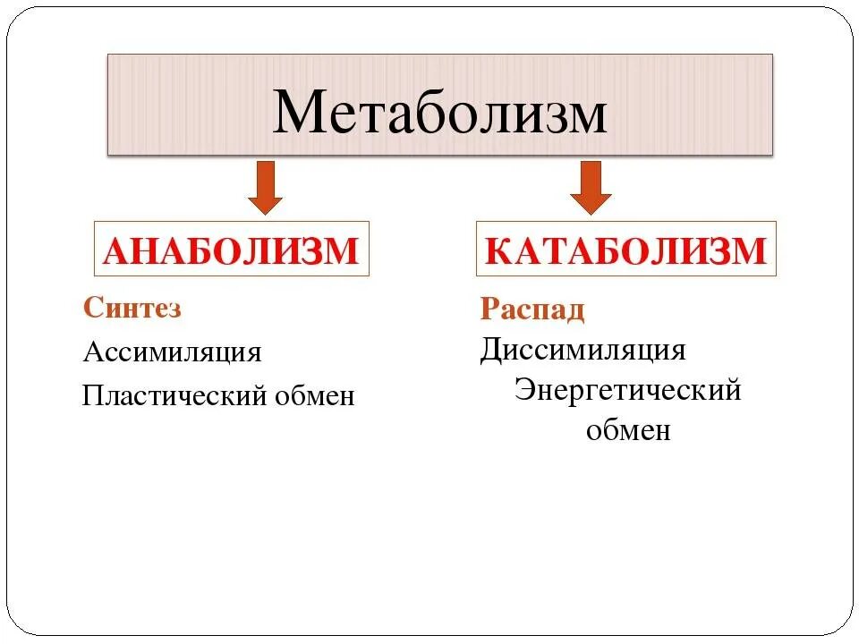 Метаболизм схема анаболизм и катаболизм. Метаболизм анаболизм катаболизм таблица. Этапы обмена веществ таблица анаболизм катаболизм. Процессы катаболизма и анаболизма. Диссимиляция в биологии