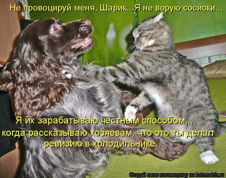 Коты братаются. Не провоцируй меня. Коты Дружбаны. Кто такой дружбан.