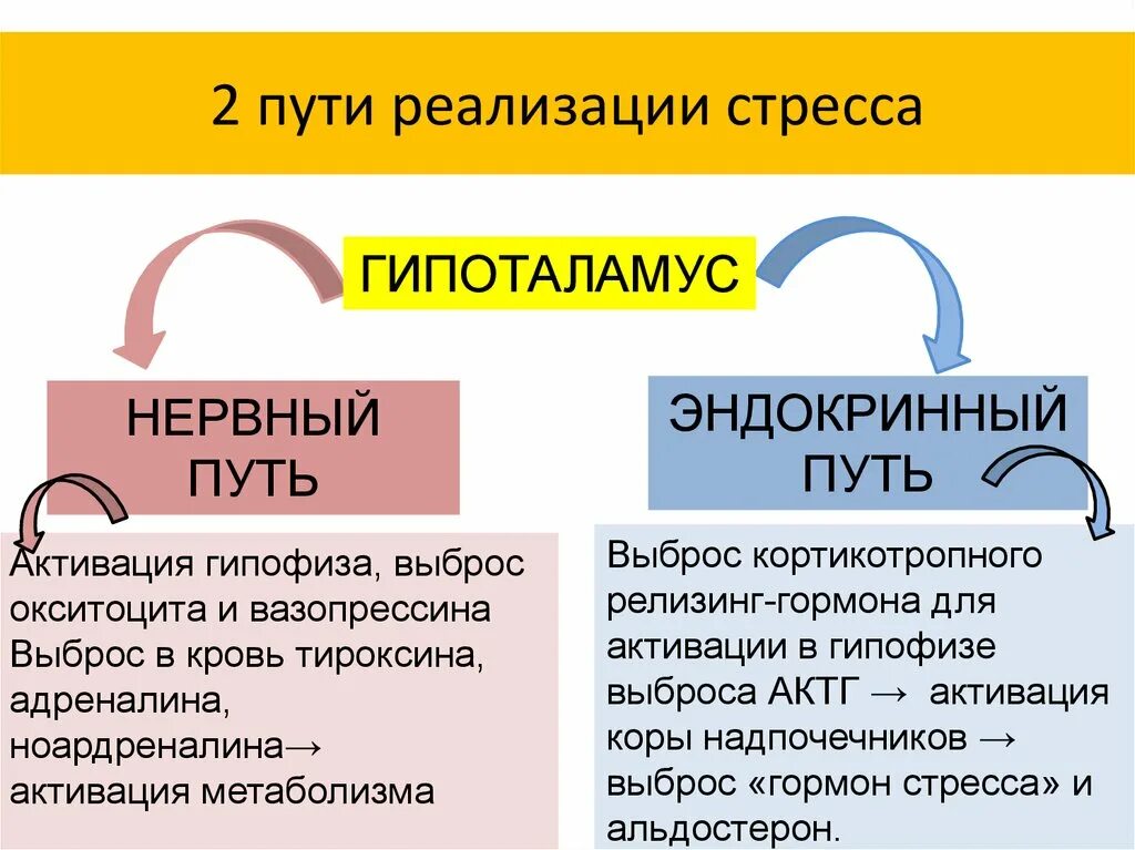 Реализация стресса. Физиологические проявления стресса активация гипоталамуса. Гормональный механизм реализации стресса. Пути реализации стресс реакции. Механизмы развития стресса