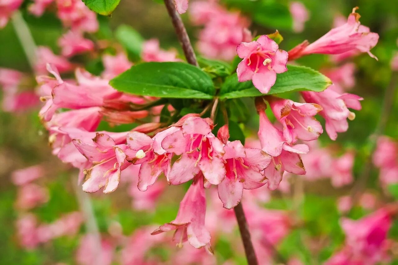 Розовые цветущие кустарники весной. Вейгела Бристоль Руби. Кустарник красивоцветущий Сакура. Миндаль красивоцветущий. Розовоцветущий кустарник.