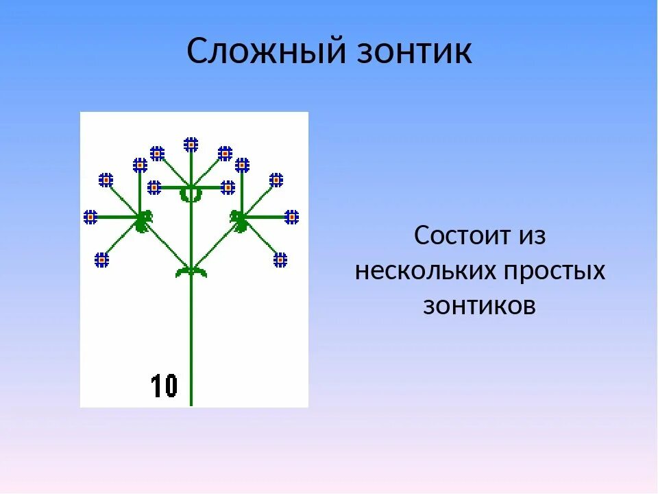 Сложный зонтик. Соцветие сложный зонтик. Соцветие простой зонтик. Схема соцветия сложный зонтик. Сложный зонтик соцветие примеры растений