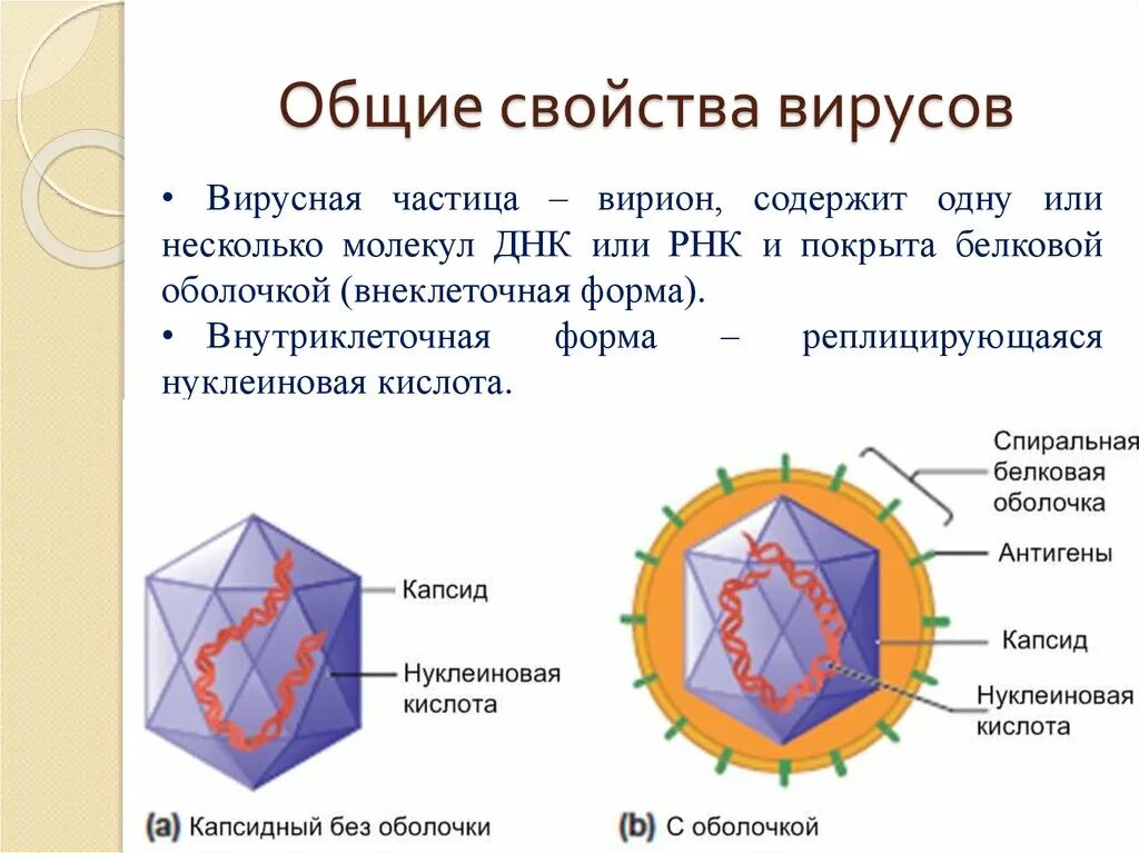 Вирусная частица Варионы. Основные биологические свойства вирусов. Основные свойства вирусов. Вирусы.свойства вирусов.
