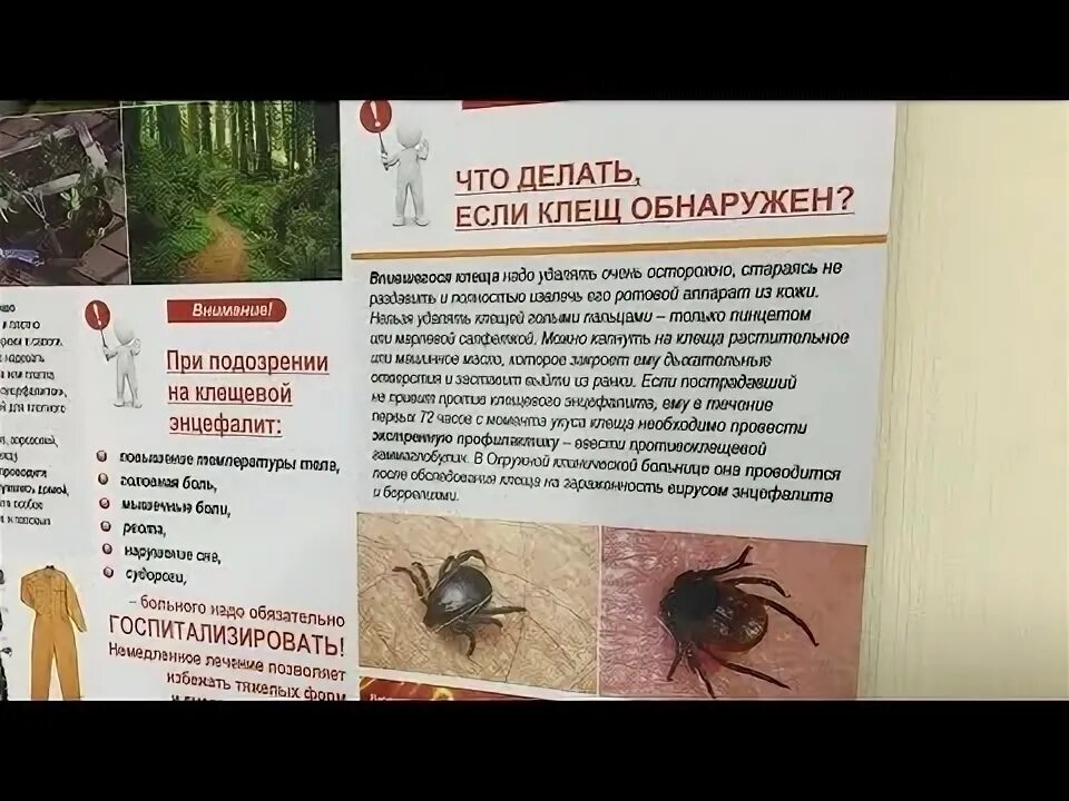 Можно в баню после прививки от клеща. Что делать при обнаружении клеща. Обследование после укуса клеща. Болит голова после укуса клеща. Максимальный размер клеща.