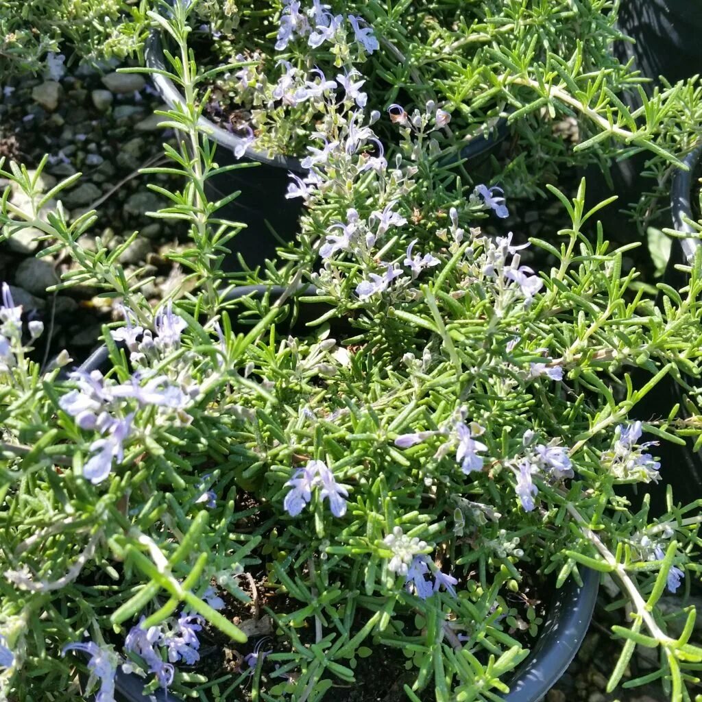 Розмарин Prostratus. Rosmarinus officinalis Prostratus. Розмарин лекарственный Простратус Rosmarinus officinalis Prostratus. Rosmarinus Prostratus, розмарин распростертый.