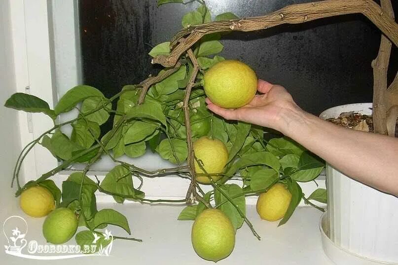 Сколько домашний лимон. Цитрус лимон Мейера комнатный. Лимон сорт Мейер. Лимон сорта Мейер и Павловский. Павловский лимон цветение.