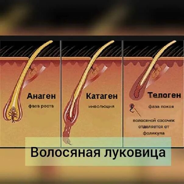 Волосяной фолликул фото