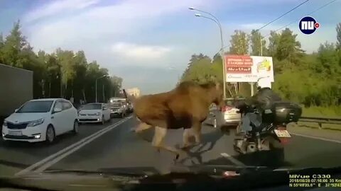 Животные балашихи