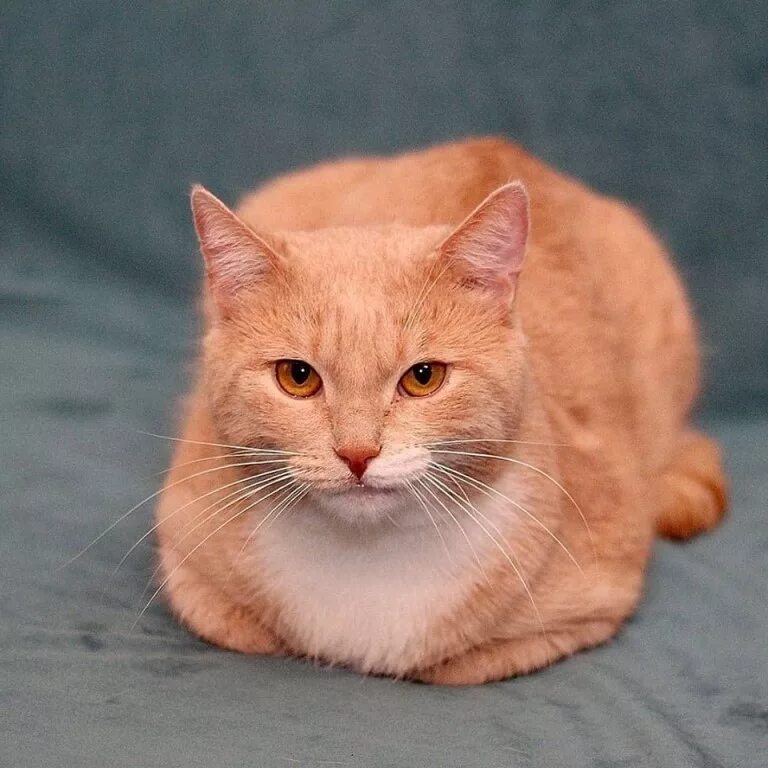 рыжий персик. персиковый кот порода. рыжий котенок персик. сибирский гладкошерстный персиковый кот. сибирского гладкошерстного кота в персиковом окрасе.