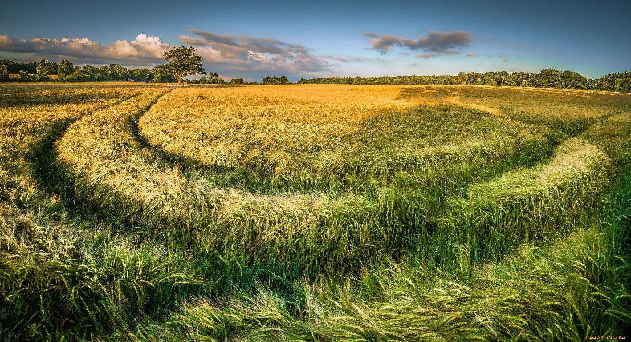 Поле ба. Пшеничное поле Вангол. Красивое поле. В поле. Фон поле.