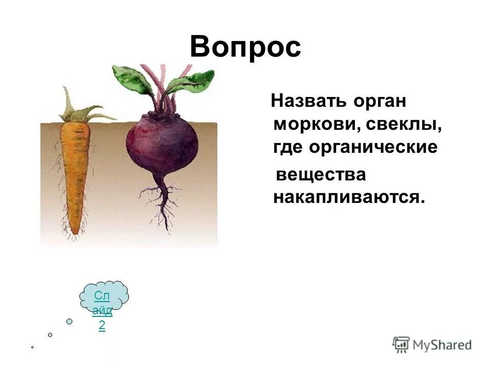 питательные вещества накапливаются в. печень разрушает эритроциты образуется желчь. желчь разрушает эритроциты. где накапливаются вещества. где накапливаются вещества.