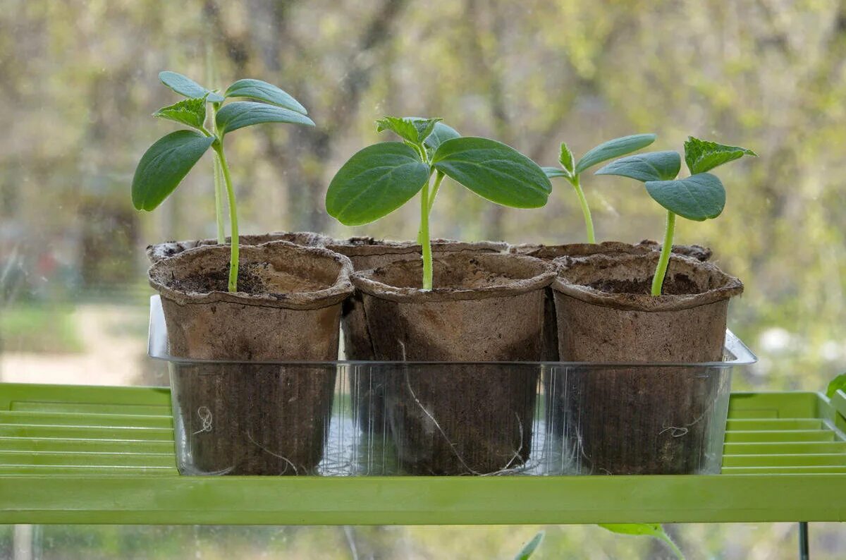 Огуречная рассада. Торфоперегнойные горшочки для рассады. Seedling «рассада». Торфяные горшочки для рассады. Высадка на горшок