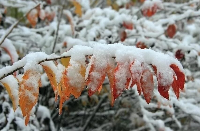 С наступлением зимы. Наступила зима. Падает первый снег фото. Наступила зима выпал первый снег. Наступила зима и выпал первый снег