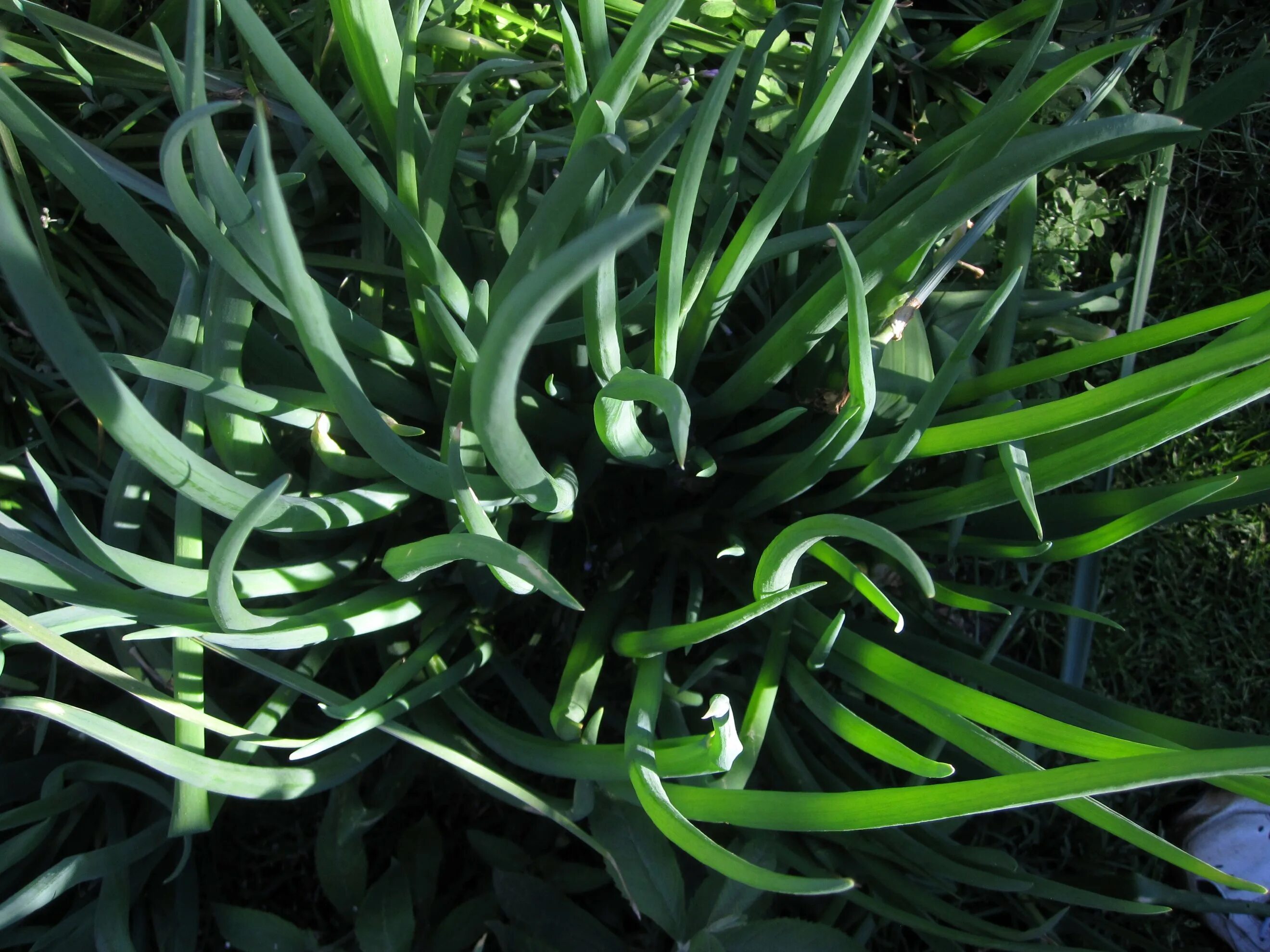 Многоярусный батун. Лук многоярусный Allium proliferum. Лук Египетский многоярусный. Многоярусный чеснок.