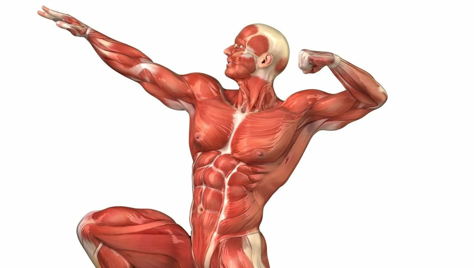 Muscles function