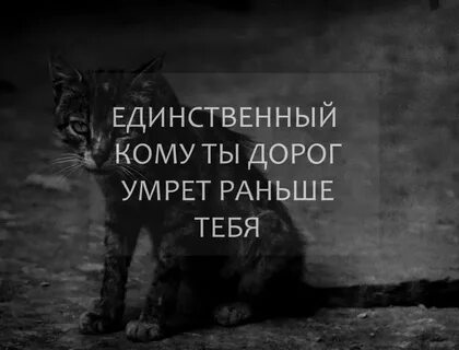 Почему коты перед смертью уходят из дома
