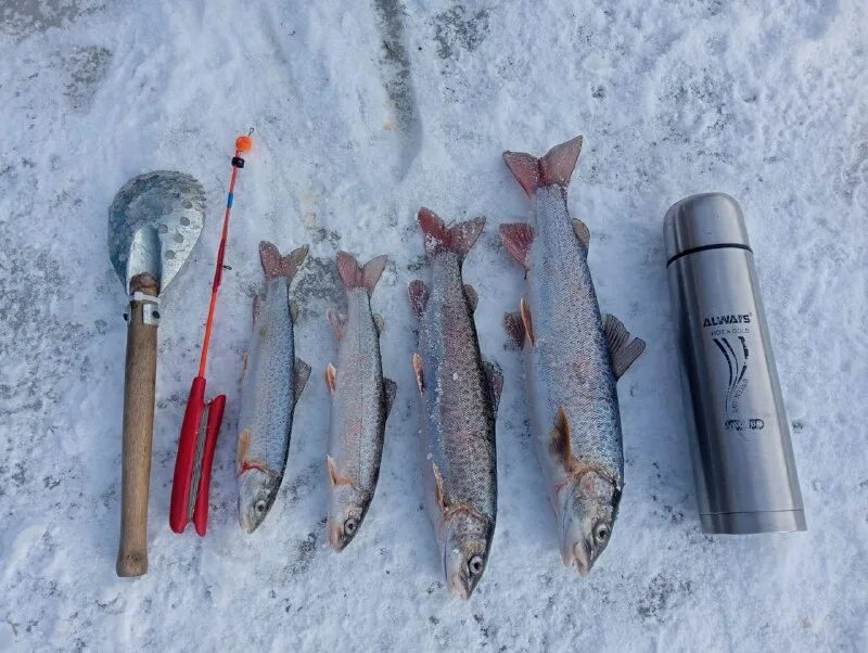 Улов 25 приморский край рыбалка. Улов 25 приморский край рыбалка. Улов 25 приморский край рыбалка. Рыбаки приморья. Улов 25.