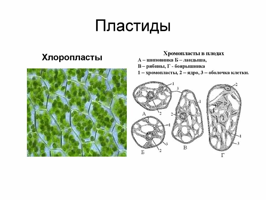 Хлоропласты в клетках листьев крупные. Строение клеток плода рябины. Хромопласты в клетках мякоти томата. Хромопласты в клетках мякоти плодов шиповника.