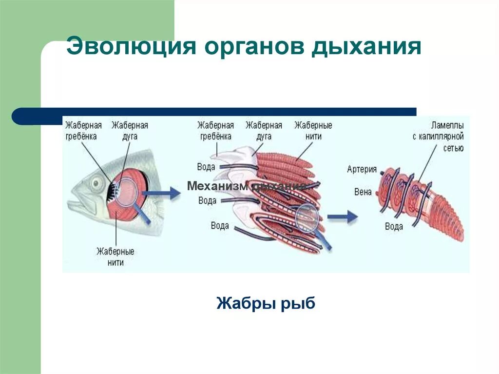 Легочное дыхание у хордовых. Эволюция системы органов дыхания. Эволюция дыхательной системы позвоночных. Эволюция дыхательной системы позвоночных животных. Дыхательная система Эволюция дыхательной системы.